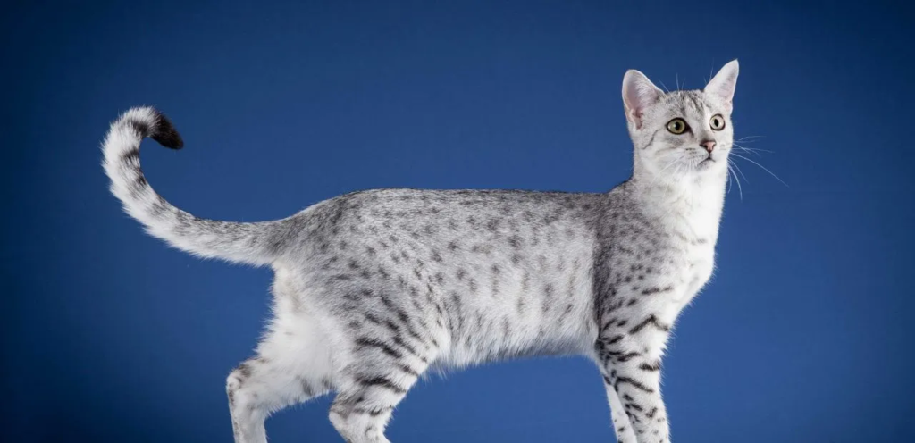 Egyptian Mau | Spotted & Graceful Cat Breed 1 Egyptian Mau Cat