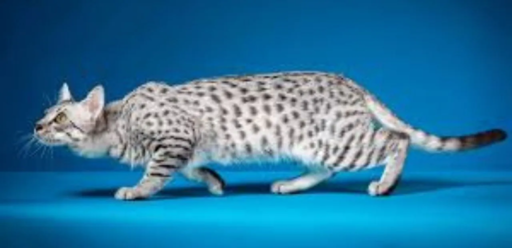 Egyptian Mau | Spotted & Graceful Cat Breed 2 Egyptian Mau Cat