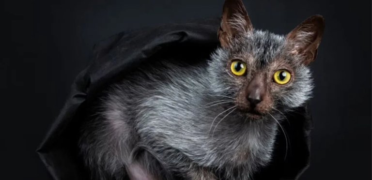 Lykoi Cats