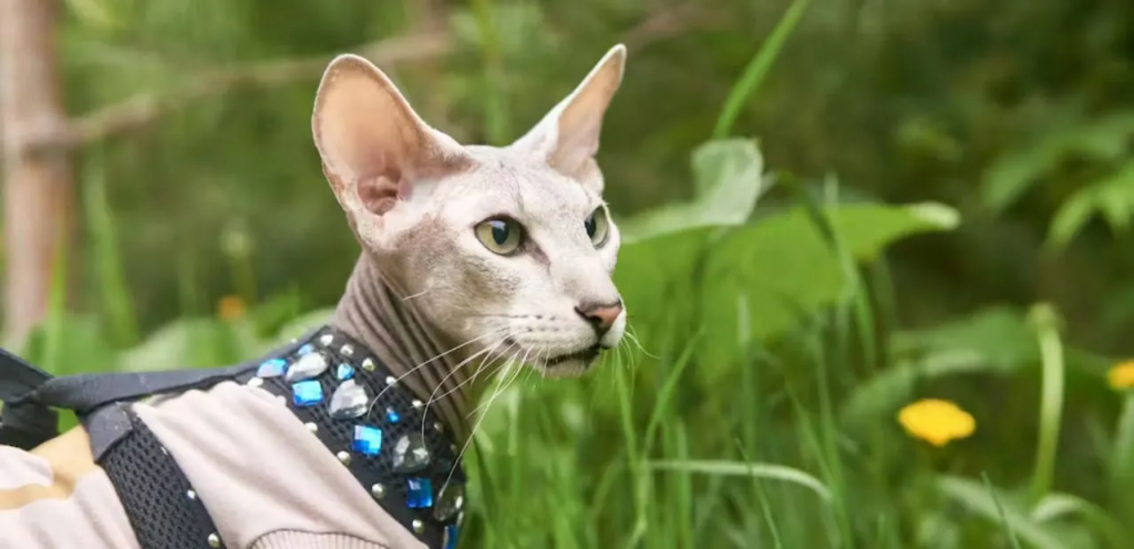 Peterbald | Elegant & Hair-Loss-Prone Cat Breed 1 Peterbald Cat