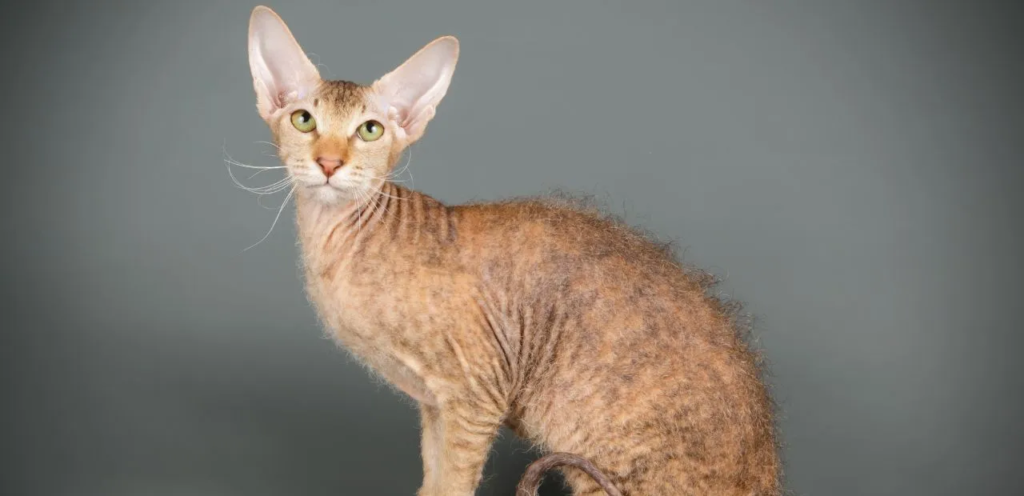 Peterbald | Elegant & Hair-Loss-Prone Cat Breed 2 Peterbald Cat