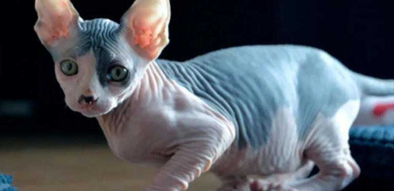 the feature image is about Sphynx Cat