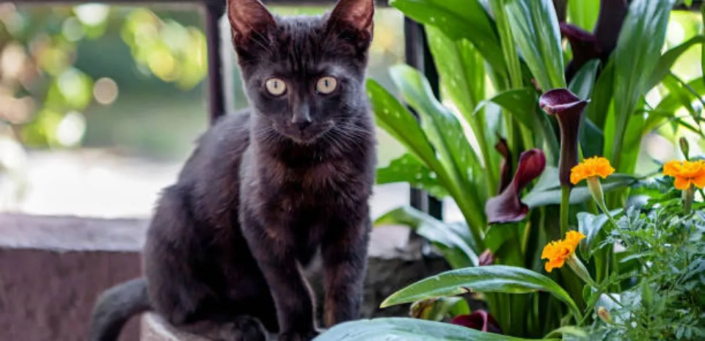 Bombay Cats | Jet-Black & Panther-Like Cat Breed 1 Bombay Cats