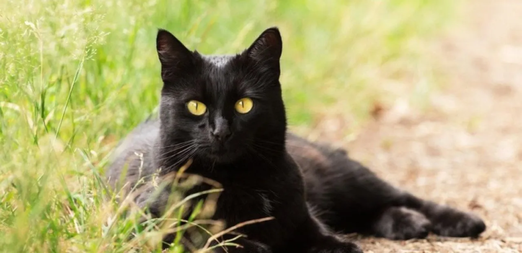 Bombay Cats | Jet-Black & Panther-Like Cat Breed 2 Bombay Cats