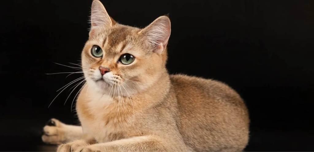 Burmilla Cat | Shimmering & Silver-Shaded Cat Breed 1 Burmilla Cat