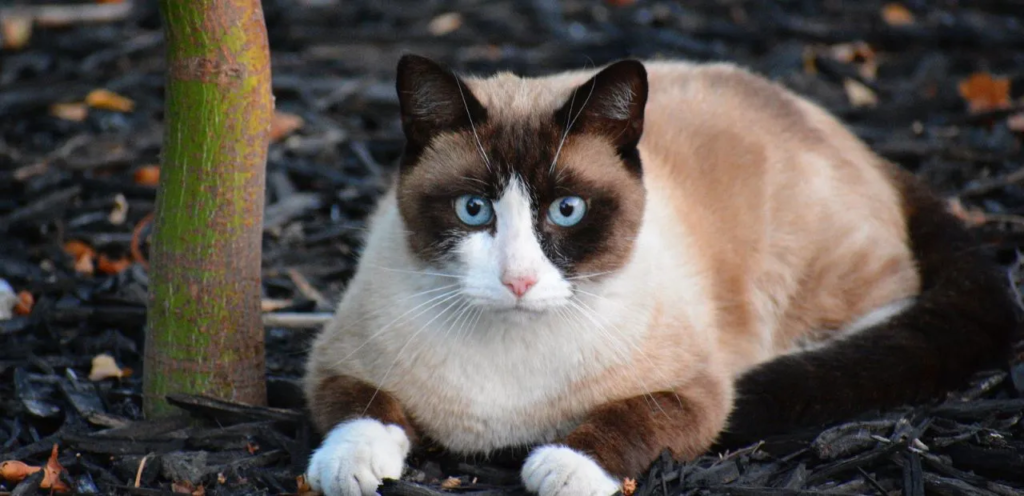 Snowshoe | Blue-Eyed & White-Pawed Cat Breed 1 Snowshoe Cats