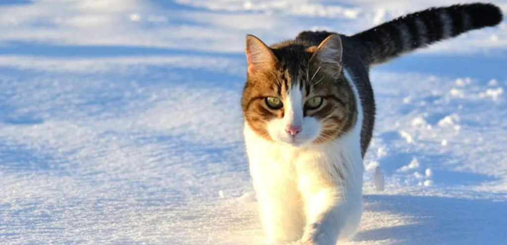 Snowshoe | Blue-Eyed & White-Pawed Cat Breed 2 Snowshoe Cats