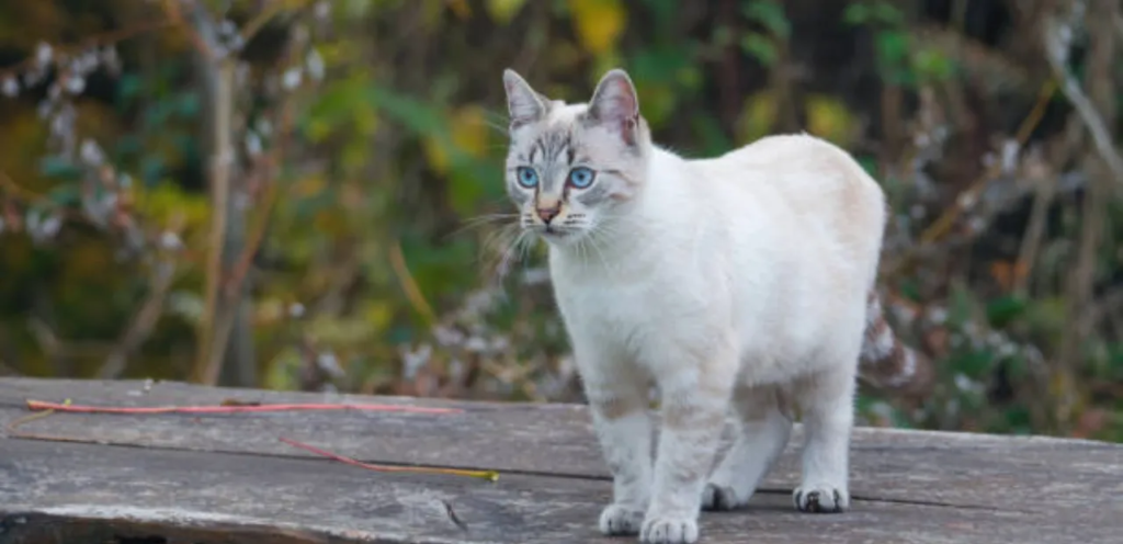 Ojos Azules | Rare & Blue-Eyed Cat Breed 2 Ojos Azules Cats