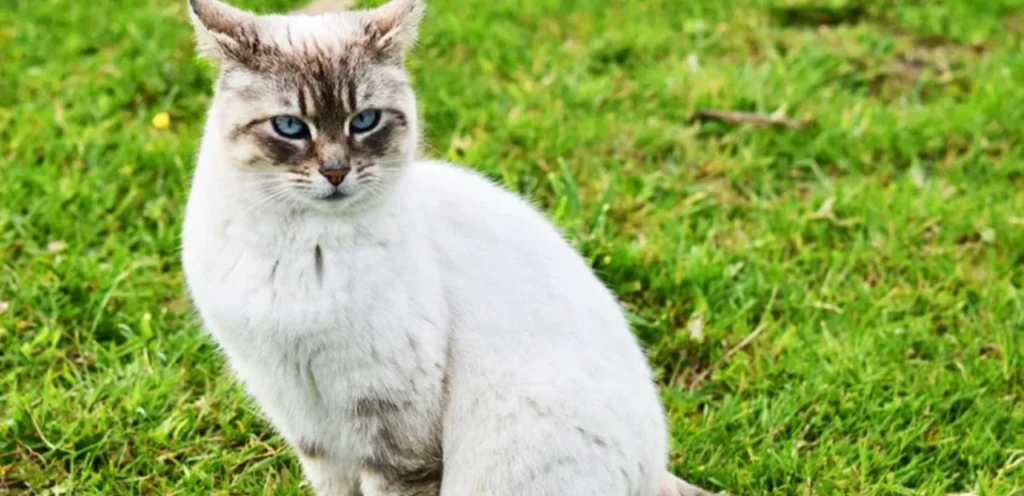 Ojos Azules | Rare & Blue-Eyed Cat Breed 1 Ojos Azules Cats
