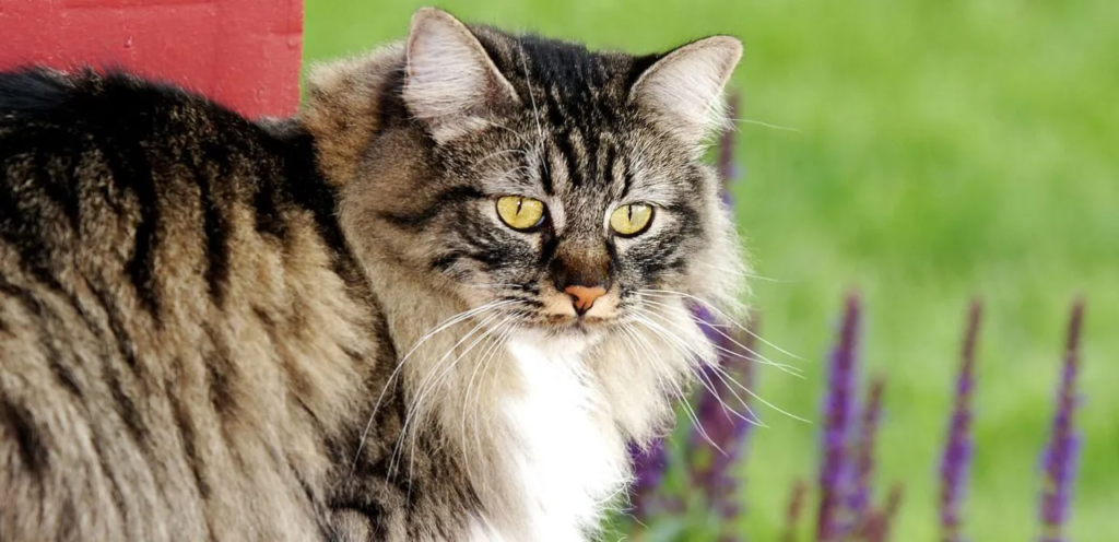 Cymric Cat Breeds | Overview and Care Guide 1 Cymric Cats