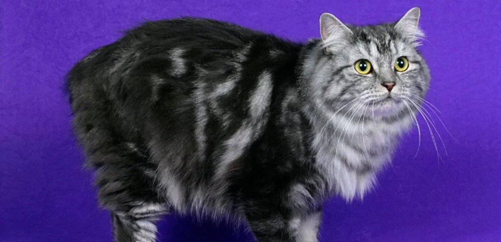 Cymric Cat Breeds | Overview and Care Guide 2 Cymric Cats