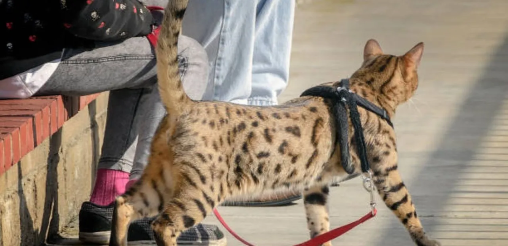 Cheetoh Cats Breeds | Overview and Care Guide 2 Cheetoh Cats