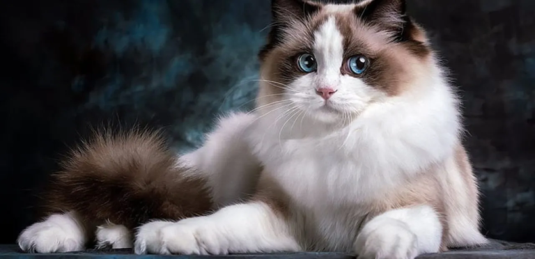 Ragdoll Cat