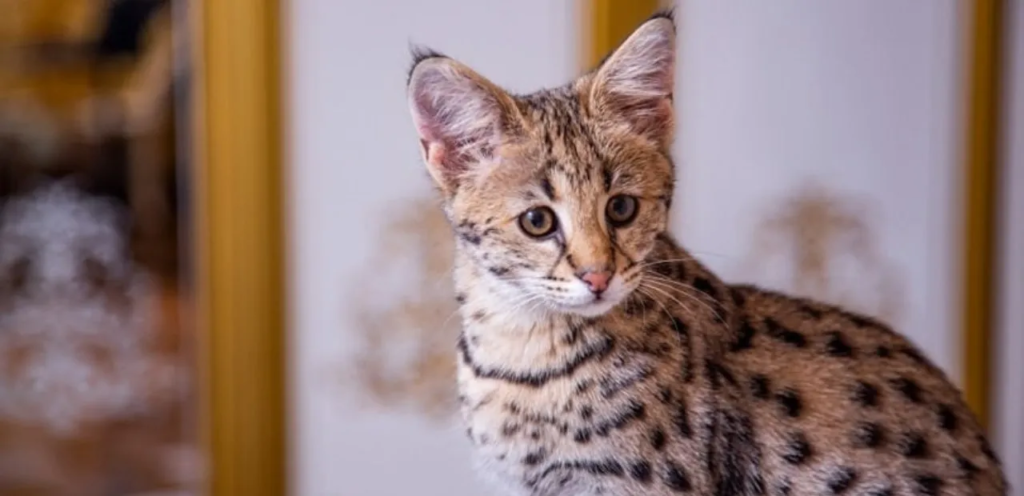 F6 Savannah | Sleek & Wild-Looking Hybrid Cat Breed 1 F6 Savannah Cat