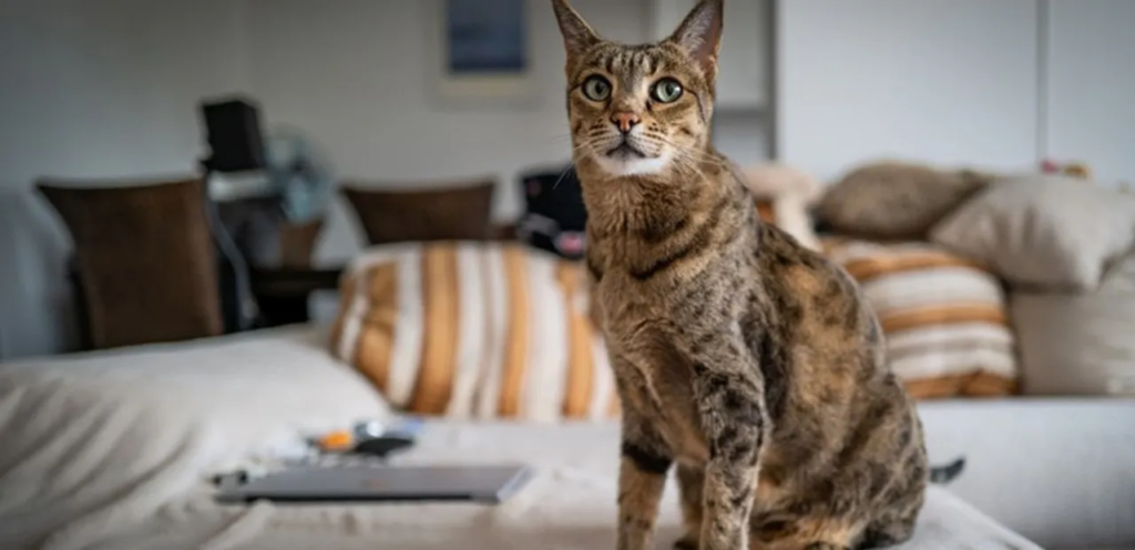 F6 Savannah | Sleek & Wild-Looking Hybrid Cat Breed 2 F6 Savannah Cat