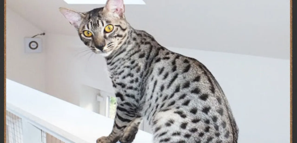 Silver Savannah | Shimmering & Wild-Spotted Cat Breed 2 Silver Savannah Cat