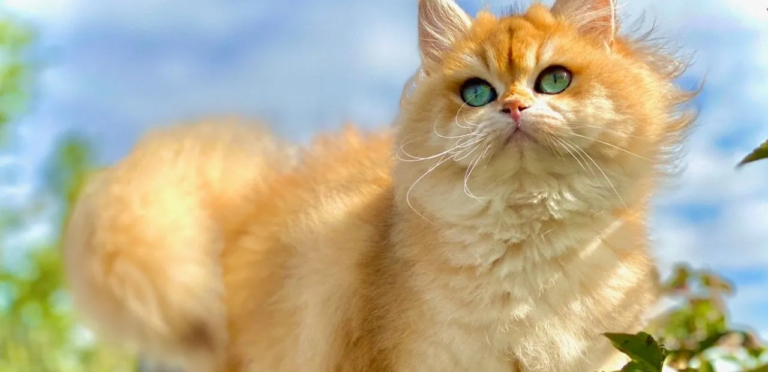 the feature image is showing about British Longhair Cats