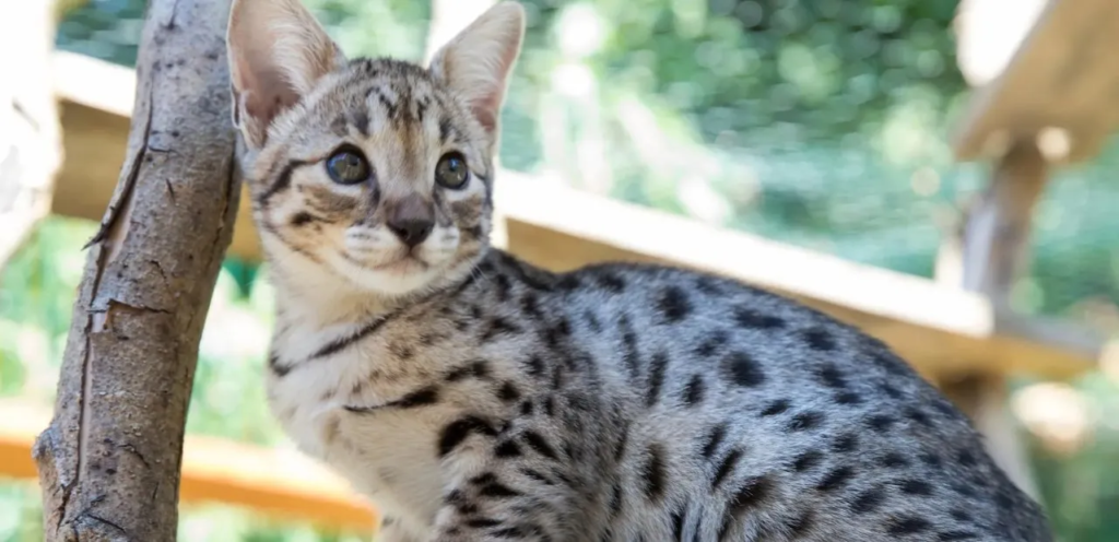 F5 Savannah | Active & Exotic Hybrid Cat Breed 2 Most Popular
