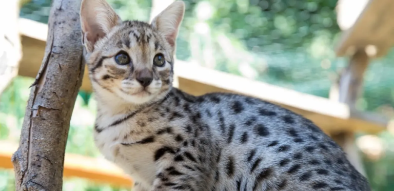 F5 Savannah Cats