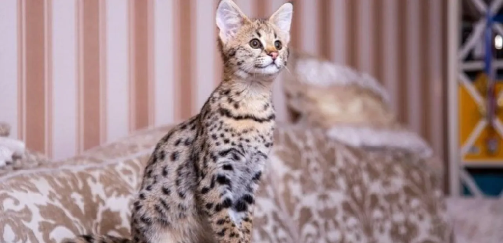 F5 Savannah | Active & Exotic Hybrid Cat Breed 1 F5 Savannah Cats