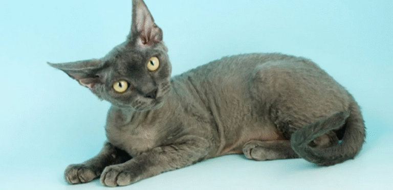 Blue Devon Rex Cat