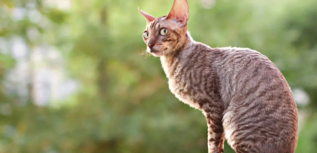 Solid Cornish Rex Cat 1 Solid Cornish Rex Cat
