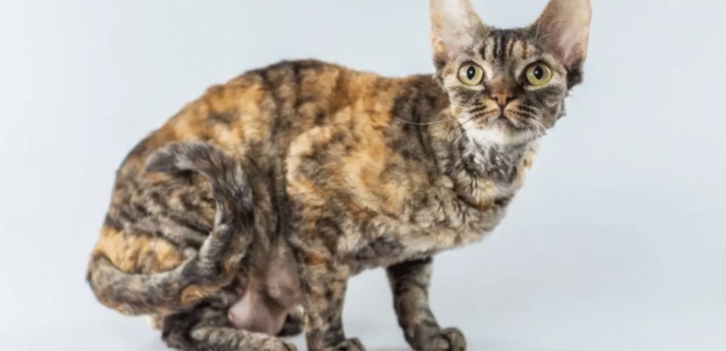 Tabby Cornish Rex Cat 1 Tabby Cornish Rex Cat