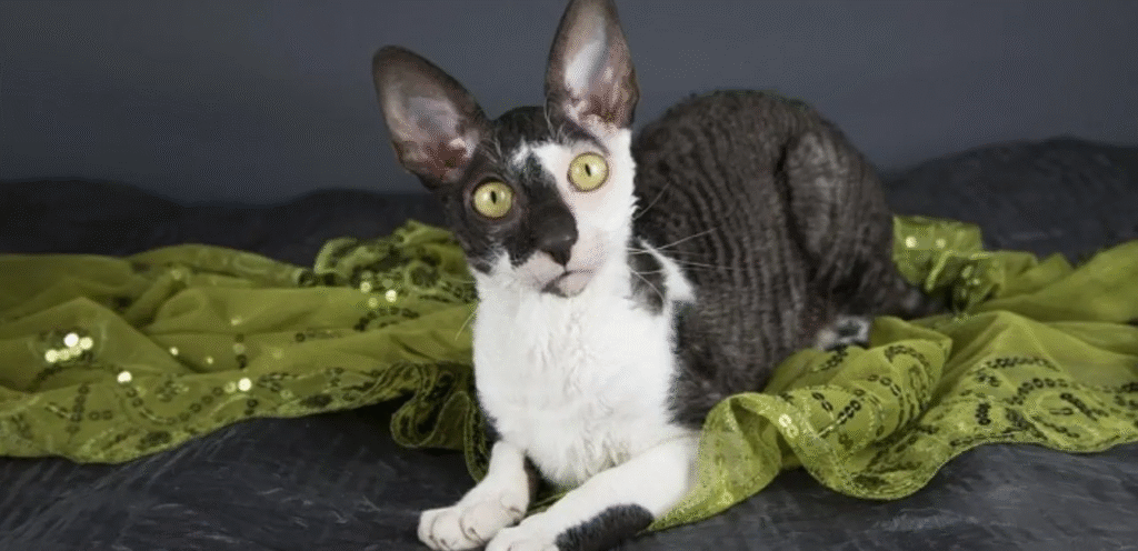Bicolor Cornish Rex | A Unique & Stylish Cat Breed 1 Bicolor Cornish Rex