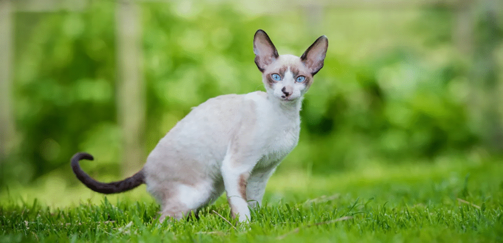 Calico Cornish Rex | The Vibrant & Affectionate Cat Breed 1 Calico Cornish Rex