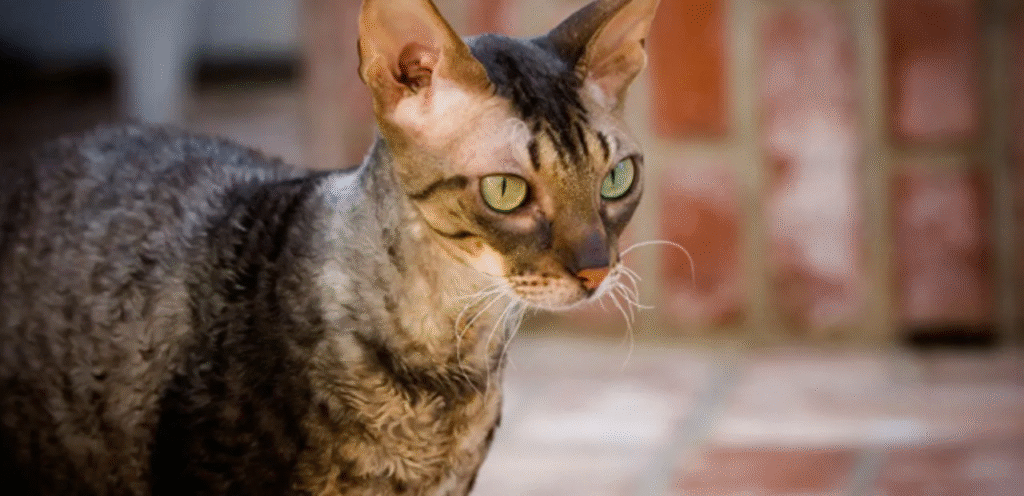 Tortoiseshell Cornish Rex | The Bold & Beautiful Cat Breed 1 Tortoiseshell Cornish Rex