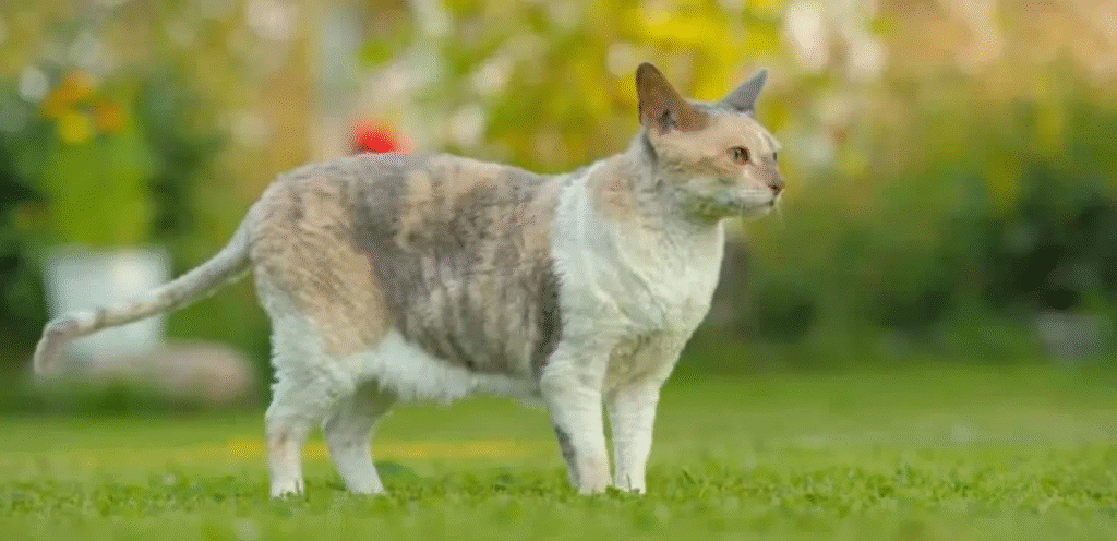 Pointed Cornish Rex | The Graceful & Charming Cat Breed 1 Pointed Cornish Rex