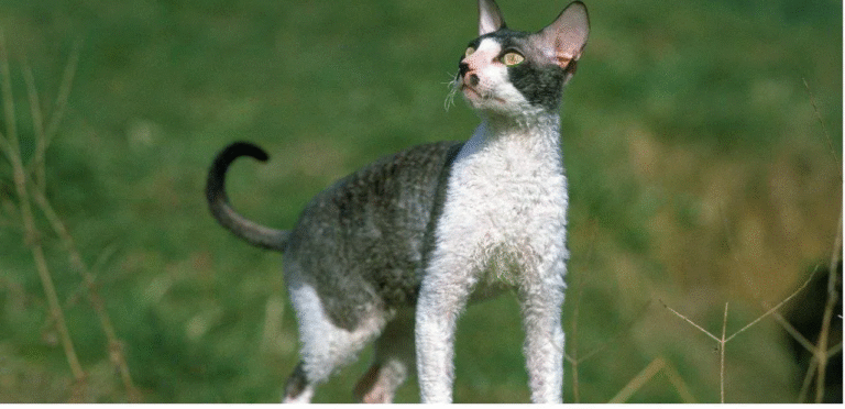 Smoke Cornish Rex