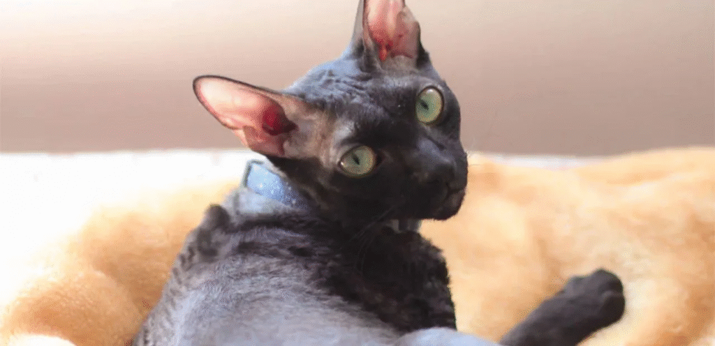 Blue Cornish Rex | The Cool & Captivating Cat Breed 1 Blue Cornish Rex