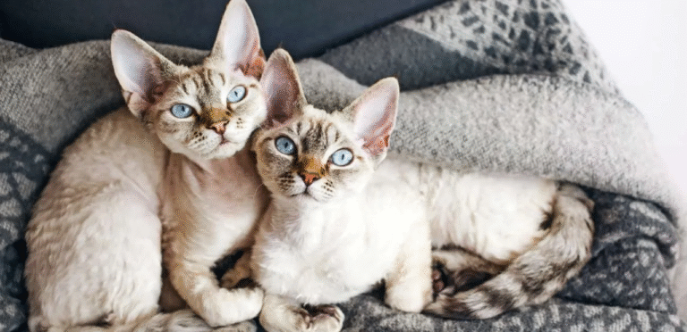 Tabby Devon Rex