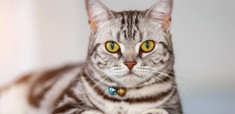 Classic Tabby American Shorthair