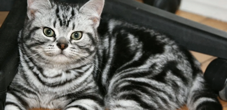 Silver Tabby American Shorthair