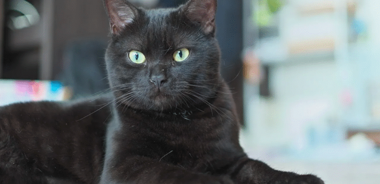 Solid Black American Shorthair