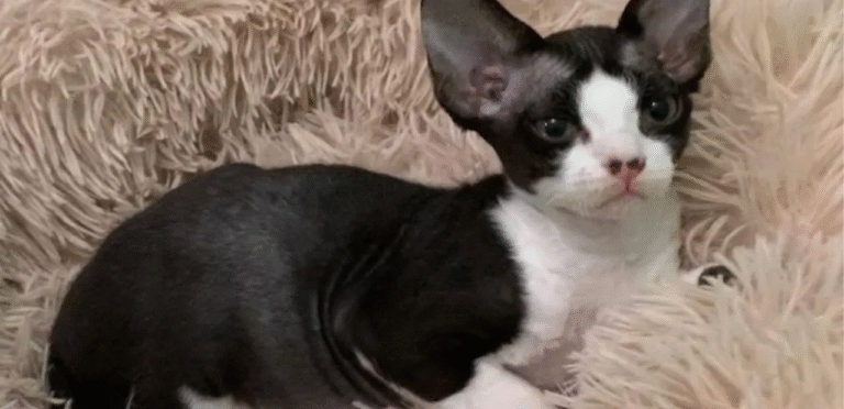 Bicolor Devon Rex