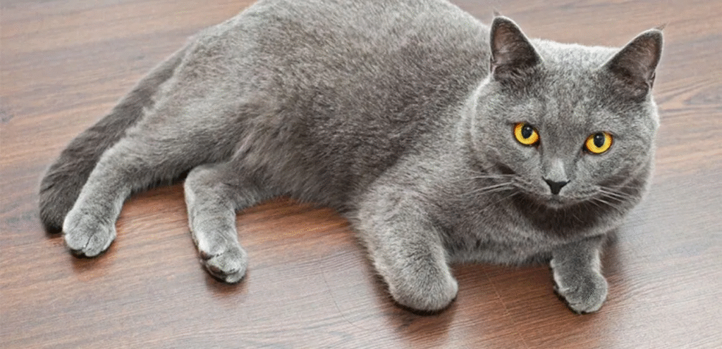 Smoke American Shorthair | A Graceful & Enigmatic Cat Breed 1 Smoke American Shorthair Cats