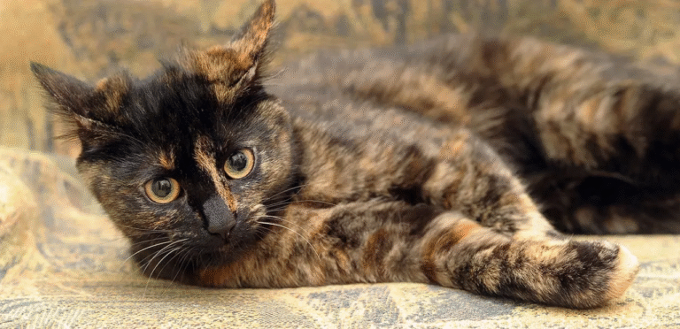 Tortoiseshell American Shorthair