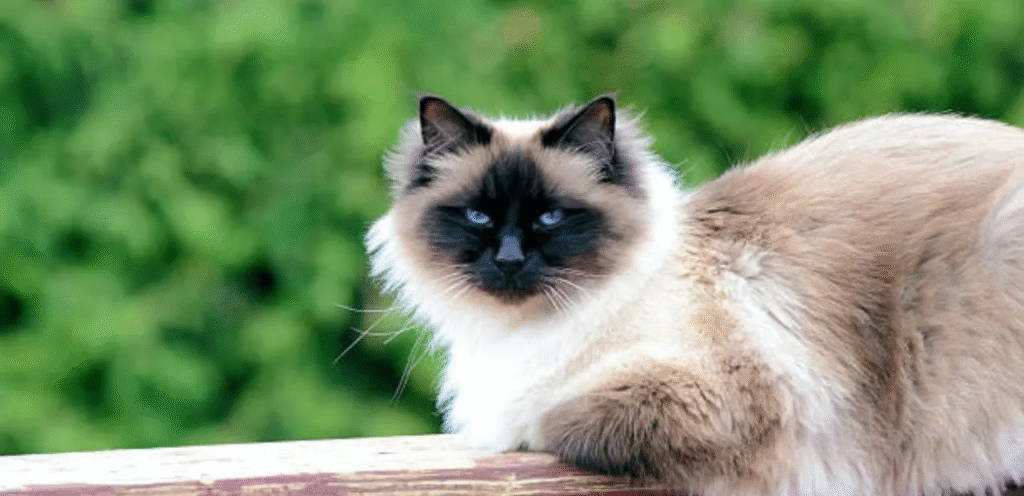 Seal Point Birman | The Powerful Beauty of a Striking Cat Breed 1 Seal Point Birman Cat