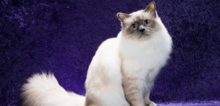 Blue Point Birman