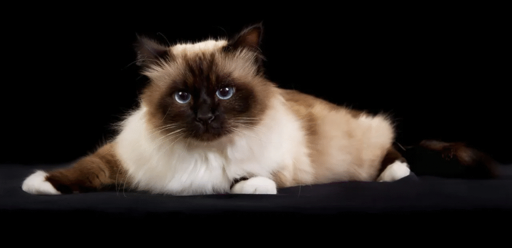Chocolate Point Birman | The Sweet Powerhouse of a Stunning Cat Breed 1 Chocolate Point Birman