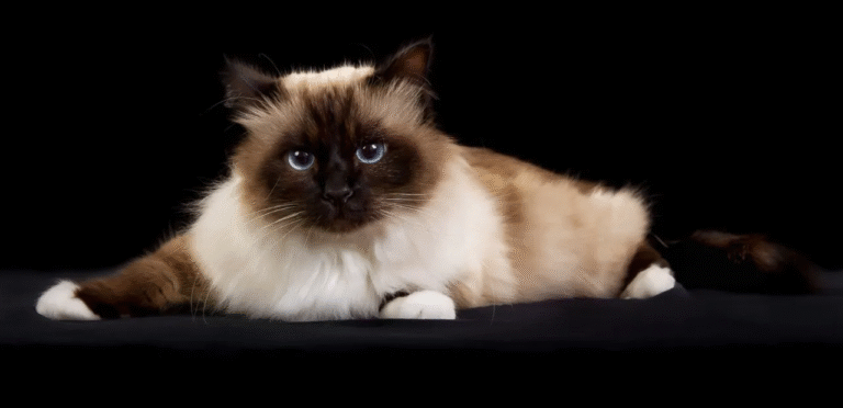 Chocolate Point Birman