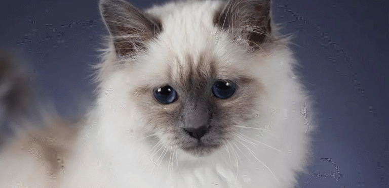 Lilac Point Birman cats