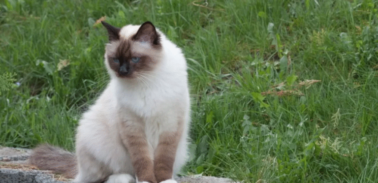 Cream Point Birman