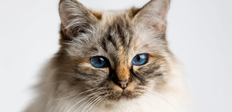 Seal Tortie Point Birman