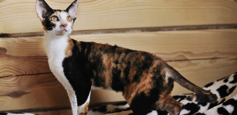 Calico Devon Rex