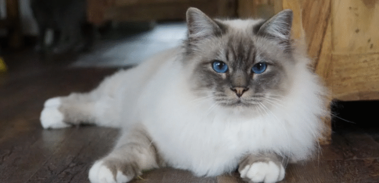 Blue Tortie Point Birman Cat