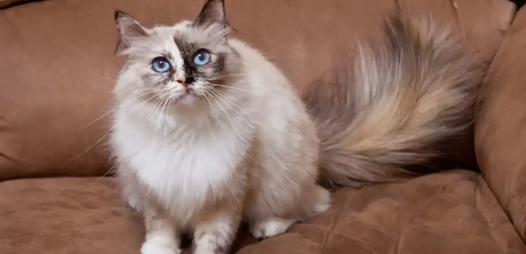 Chocolate Tortie Point Birman | A Rich & Charming Cat Breed 1 Chocolate Tortie Point Birman
